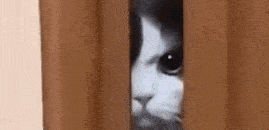 راندفو شات ملكي شات عربي تعارف شباب ملتقى العرب