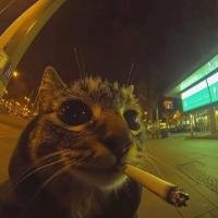 راندفو شات ملكي شات عربي دردشات وتعارف