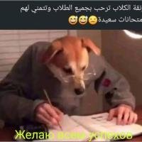 شات راندفو العرب
